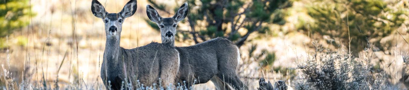 two deer looking at camera